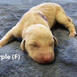 Purple - Yellow Labrador Retriever puppy in Long Valley, New Jersey from Guns Up Dog Training