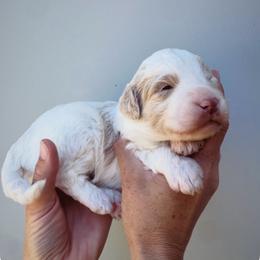Gideon - Apricot male Aussiedoodle puppy in Orland, California from Shockley’s Elite Doodles