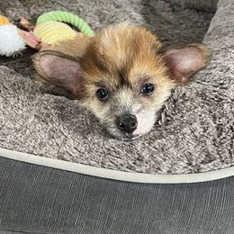 Chinese Crested Puppies from Rose’s Chinese Cresteds