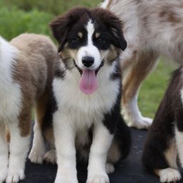 BTM1 - Black male Australian Shepherd puppy in Warm Springs, Georgia from Out West Aussies