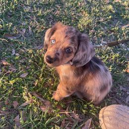 Dachshund Puppies from Wiggle Critter Farm