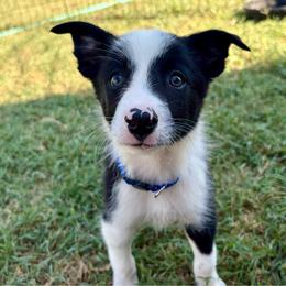 Wyatt - Blue - Black and white male Border Collie puppy in Shawnee, Oklahoma from Cross K Working Collies - Pure Bred Border Collies