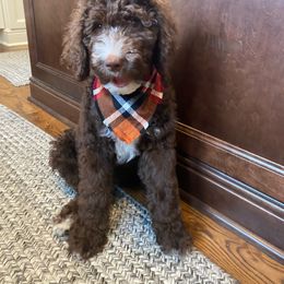 Bernedoodle and Poodle Puppies from Ohio Doodles N Poodles