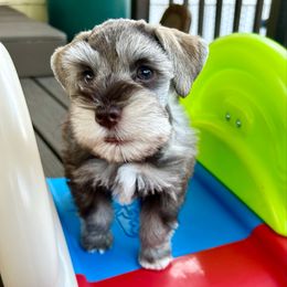 Tucker - Liver male Miniature Schnauzer puppy in Canyon Lake, Texas from Chambers Schnauzers