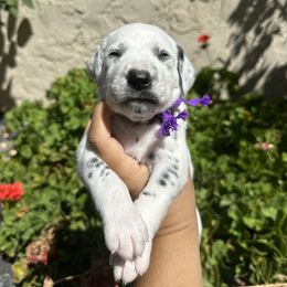 Purple collar female - White and black female Dalmatian puppy in Sacramento, California from Dream Dalmatians