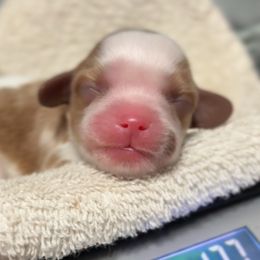 F. Girl - Blenheim female Cavalier King Charles Spaniel puppy in Siloam Springs, Arkansas from Queen Cavaliers