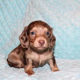Cooper 3500 - Dapple male Dachshund puppy in Coldwater, Mississippi from Mississippi Shorties Miniature Dachshunds