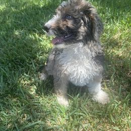 "Play time fun 🤗" Aussiedoodle Puppies from Native Elegant Doodles