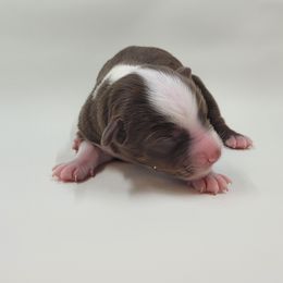 Australian Shepherd Puppies from Happy Aussie Kennels