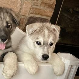 Siberian Huskies from Siberian Huskies of Tampa Bay