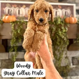 Woody- Gray Collar - Red  male Goldendoodle puppy in Taylorsville, North Carolina from Doggone Dixie Doodles