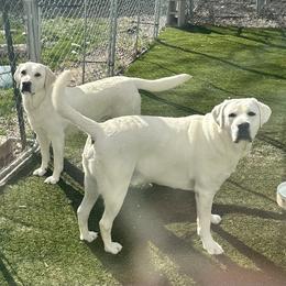 Cash - Labrador Retriever