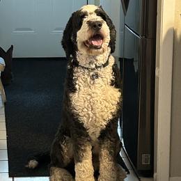 Huck - Bernedoodle