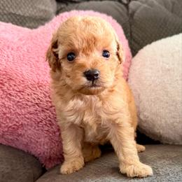 Kanga - Apricot female Goldendoodle puppy in Pensacola, Florida from Goldendoodles Love You in Pensacola Friend Edition