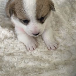 American Corgi Puppies from PNW Corgis