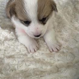 American Corgi Puppies from PNW Corgis