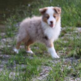 Miniature Australian Shepherd Puppies from Alexander Canines