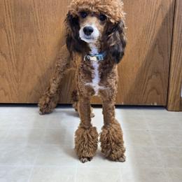Sammi - Goldendoodle