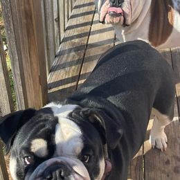 Bulldogs from Shelby's English Bulldogs
