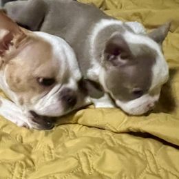 Boston Terriers and Chihuahuas from Itty Bitty Boston & Chi Co, Veteran Owned