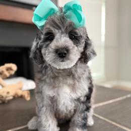 G-Pink Girl - Merle female Goldendoodle puppy in Lewisville, Texas from Texas Goldendoodle Lovers