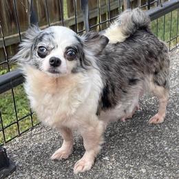Ladybug - Chihuahua