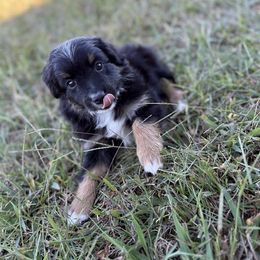 Lime Green - Black tri male Miniature Australian Shepherd puppy in Canton, Texas from M&M Aussies