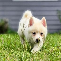 Ghost - White female Pomsky puppy in Kennewick, Washington from Nebula Ranch Pomskies