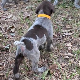 Girl 3 - Liver roan female German Shorthaired Pointer puppy in Henderson, Texas from C4 Gun Dogs