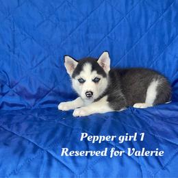 Pepper girl 1 - Black and white female Siberian Husky puppy in Ocala, Florida from Florida Husky Puppies
