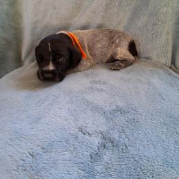 Orange boy - Black and white male German Wirehaired Pointer puppy in Potosi, Wisconsin from Point and Flush Gun Dogs