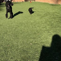 Goldendoodle Puppies from Arizona Doodles