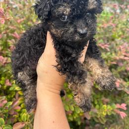 Milky Way- Toy under 7 lbs - Black phantom male Aussiedoodle puppy in Spring Hill, Florida from Pawprint Dreams Boarding and Kennel
