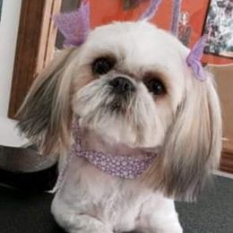 Daffy - Shih Tzu