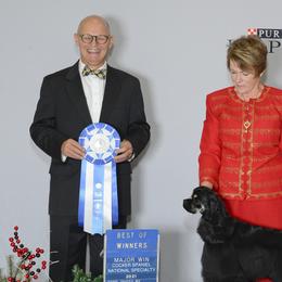 Gabby - Cocker Spaniel