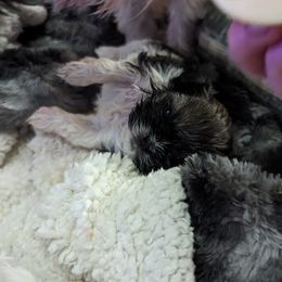 Shih Tzu Puppies from We Shih Tzu Not!