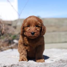 Orange - Red male Australian Labradoodle puppy in Williamstown, New York from Lewis Manor Labradoodles
