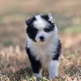 Nori - Black tri male Toy Australian Shepherd puppy in Georgetown, Texas from Minikin Manor