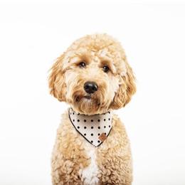 Bernedoodle and Goldendoodle Puppies from I Dream of Doodles