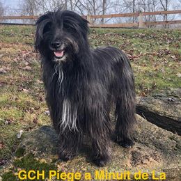 Promise - Pyrenean Shepherd