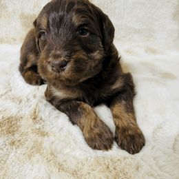 Aussiedoodle and Australian Shepherd Puppies from Homestead Aussies & Doodles