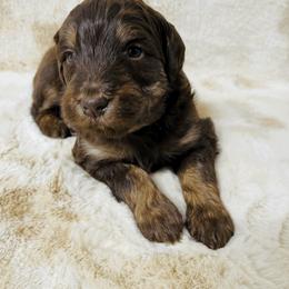 Aussiedoodle and Australian Shepherd Puppies from Homestead Aussies & Doodles