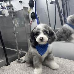 Cavapoo, Double Doodle, and Pomeranian Puppies from T Sanctum