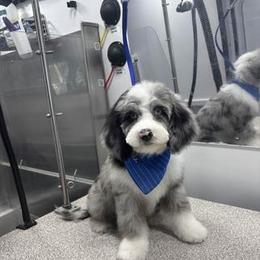 Cavapoo, Double Doodle, and Pomeranian Puppies from T Sanctum
