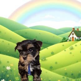 Alex - Black and tan male Yorkshire Terrier puppy in Yadkinville, North Carolina from Yadkinyorkies&Morkies