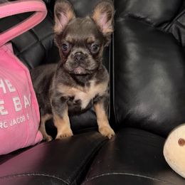 Jellybean - Blue male French Bulldog puppy in Alexandria, Virginia from Boss Lady Kennel