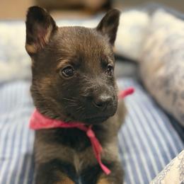 Ms. Pink - Sable female German Shepherd puppy in Berlin, Wisconsin from Gypsy Miracle Kennels