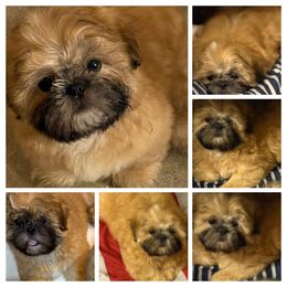 Shih Tzu Puppies from Shih-tzu Dynasty
