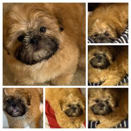 Shih Tzu Puppies from Shih-tzu Dynasty
