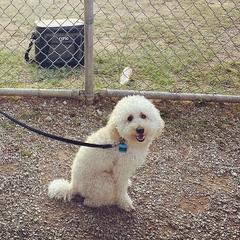 Aussiedoodle and Goldendoodle Puppies from Jackson County Doodles
